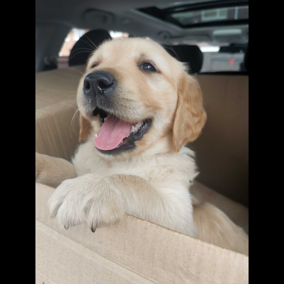 Golden Retriever - Both