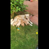 Golden Retriever - Both