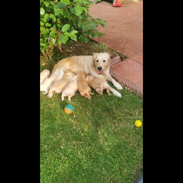 Golden Retriever - Both