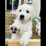 Golden Retriever - Both