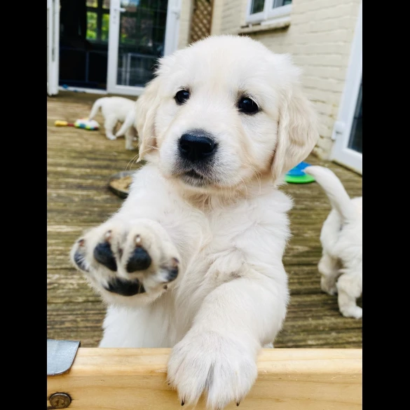 Golden Retriever - Both