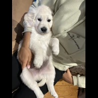 Golden Retriever - Both