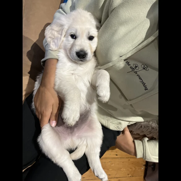 Golden Retriever - Both