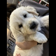 Golden Retriever - Both