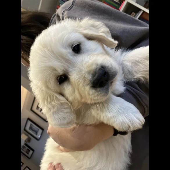 Golden Retriever - Both
