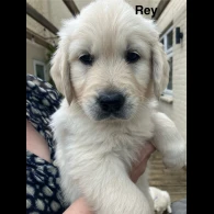 Golden Retriever - Both