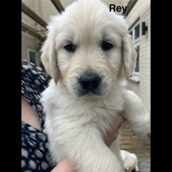 Golden Retriever - Both
