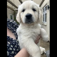 Golden Retriever - Both