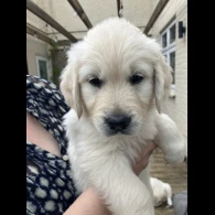 Golden Retriever - Both