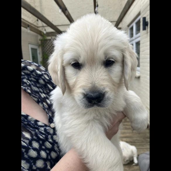 Golden Retriever - Both