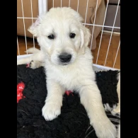 Golden Retriever - Both