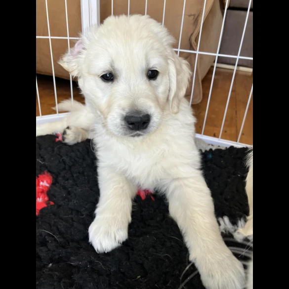 Golden Retriever - Both