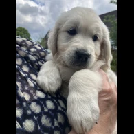 Golden Retriever - Both