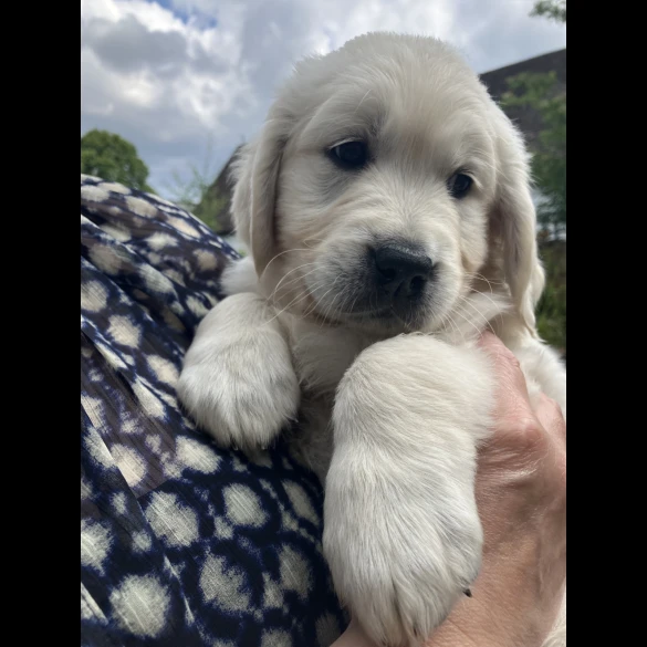 Golden Retriever - Both