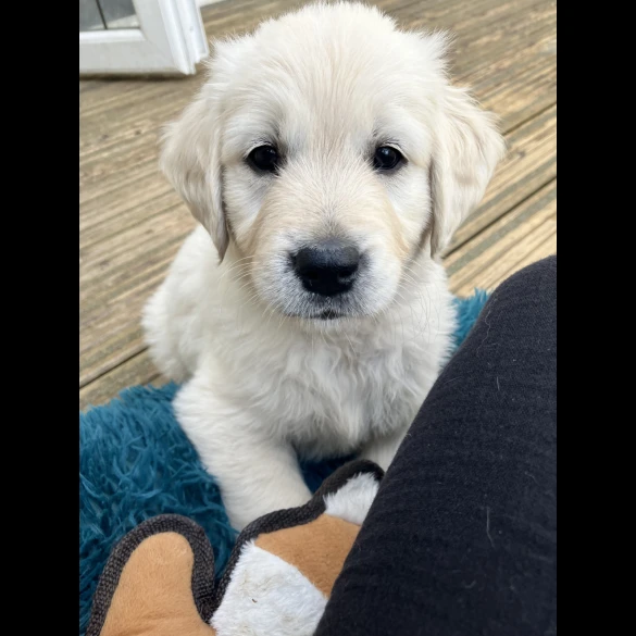 Golden Retriever - Both