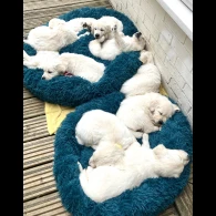 Golden Retriever - Both