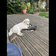 Golden Retriever - Both