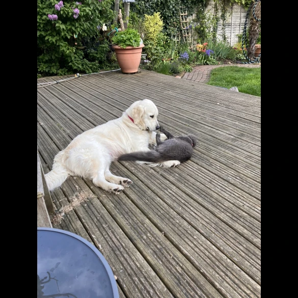 Golden Retriever - Both