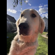 Golden Retriever - Both