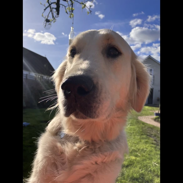 Golden Retriever - Both