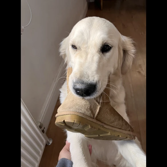 Golden Retriever - Both