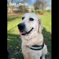 Golden Retriever - Both