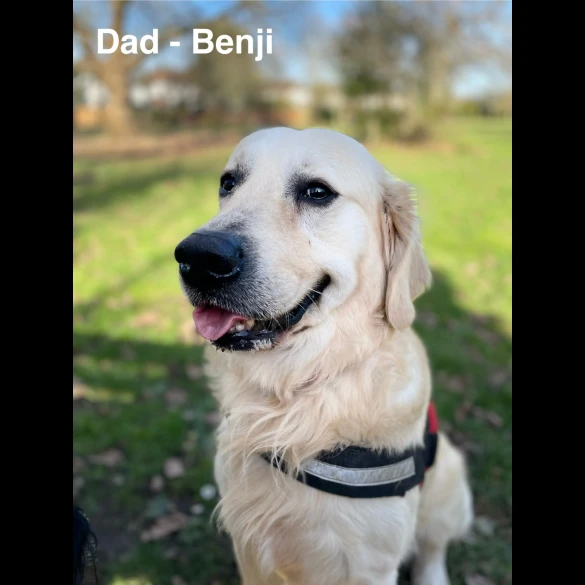 Golden Retriever - Both