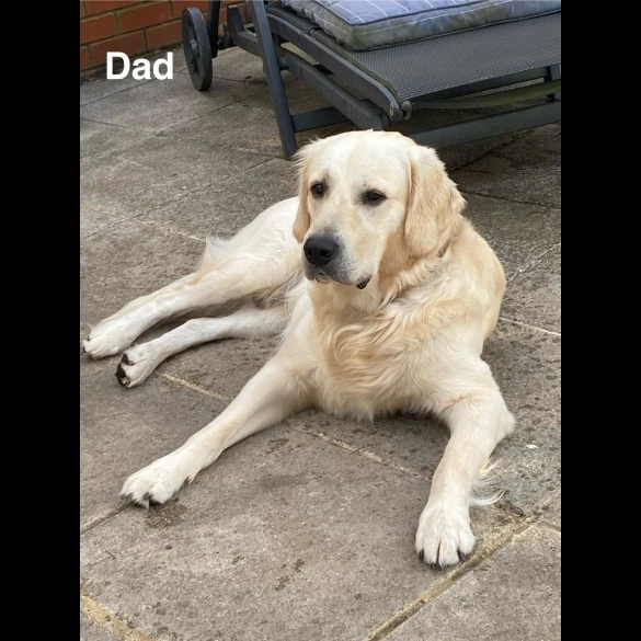 Golden Retriever - Both