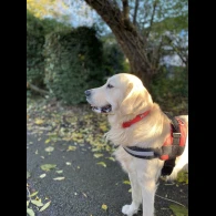 Golden Retriever - Both