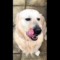 Golden Retriever - Both