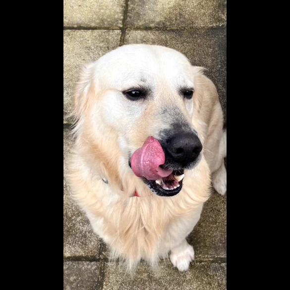 Golden Retriever - Both