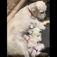 Golden Retriever - Both