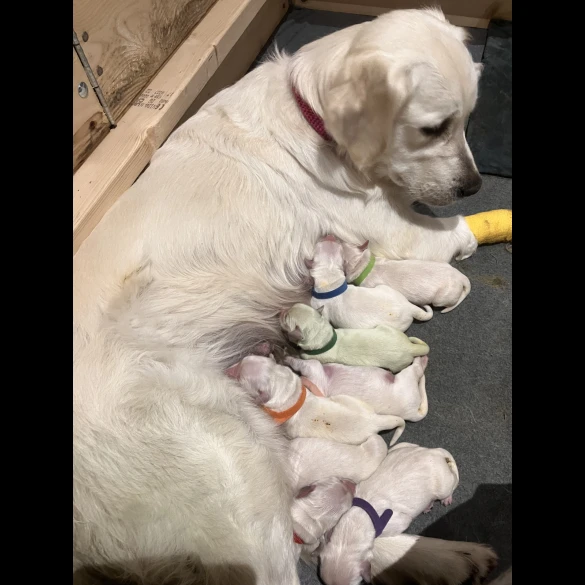 Golden Retriever - Both