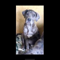 Great Dane - Both