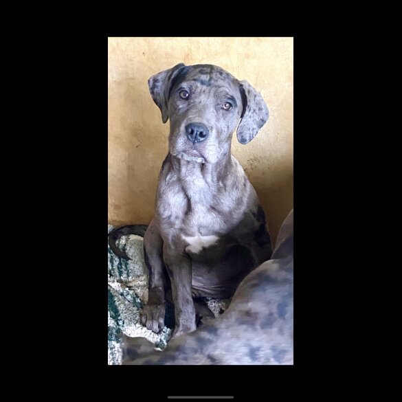 Great Dane - Both