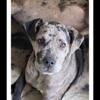 Great Dane - Both