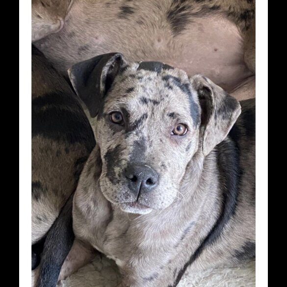 Great Dane - Both