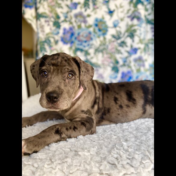 Great Dane - Both