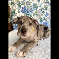 Great Dane - Both