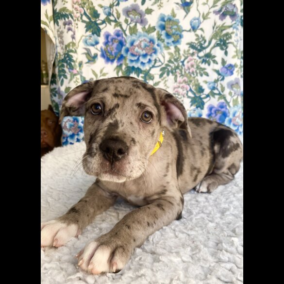 Great Dane - Both