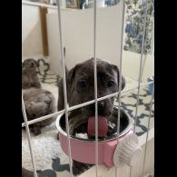Great Dane - Both