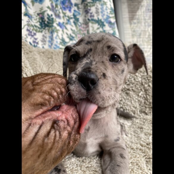 Great Dane - Both