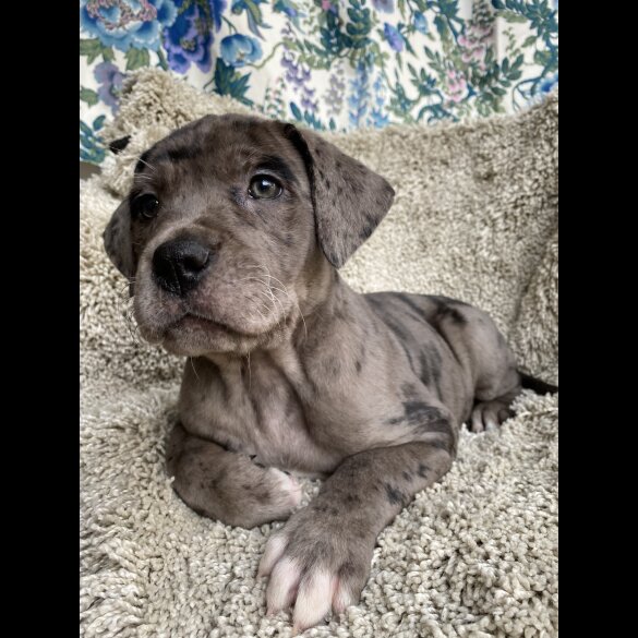Great Dane - Both