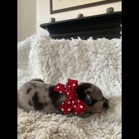Great Dane - Both
