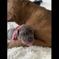 Great Dane - Both