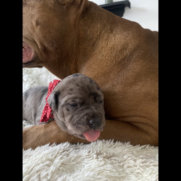 Great Dane - Both