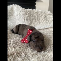 Great Dane - Both