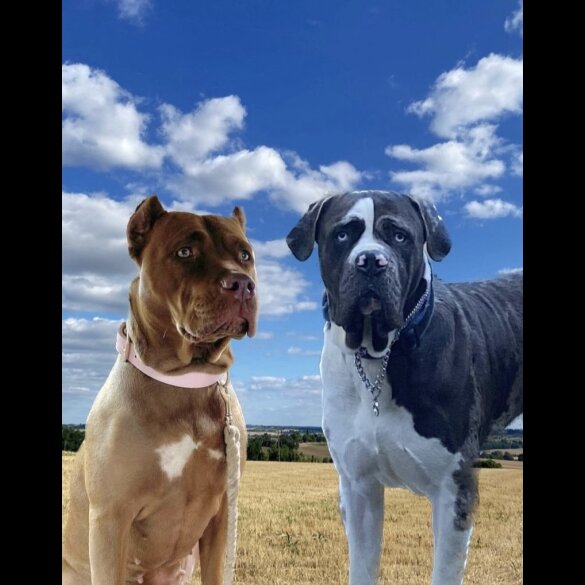 Great Dane - Both