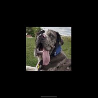 Great Dane - Both