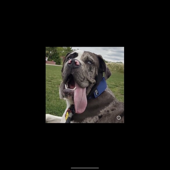 Great Dane - Both